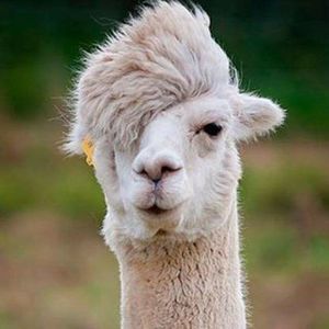 Meet your Posher, Calvin